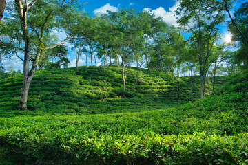 Sreemangal with its green tea plantations is the tea capital of Bangladesh