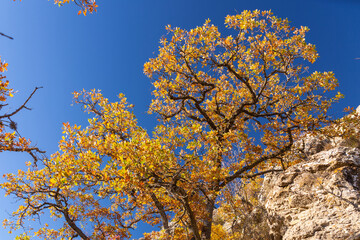 Golden autumn leaves of a tree on a background of blue sky in the mountains.