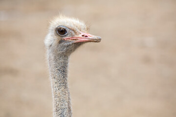 Straußen-Kopf 