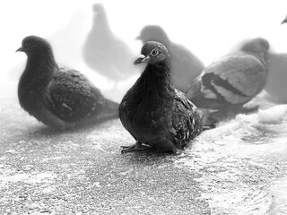 Close up of pigeons on street in winter season. Black and white photo of flock of birds walking on ground in search for food in wintertime.