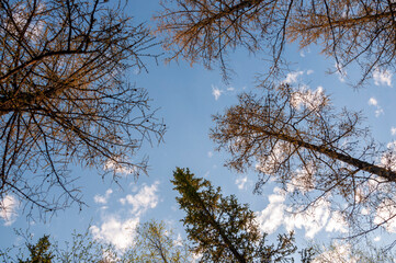 Spring forest with pines and spruces with short needles on the background with tender blue sky. Sunny day. Bottom view on the tree crowns