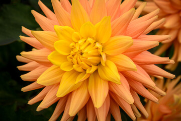 orange chrysanthemum dahlia flower