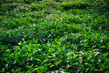 Tea estates in Bangladesh produce top quality tea
