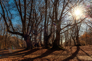 The rays of the setting sun break through the branches of the autumn forest