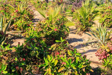 Beautiful flowerbed with small palm trees and other plants