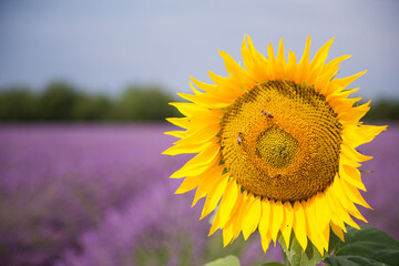 sunflower on a field