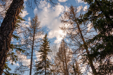 Spring forest with pines and spruces with short needles on the background with tender blue sky. Sunny day. Bottom view on the tree crowns