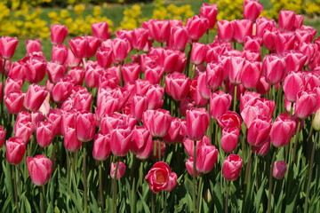field of pink tulips