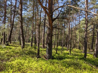 sunshine in the forest