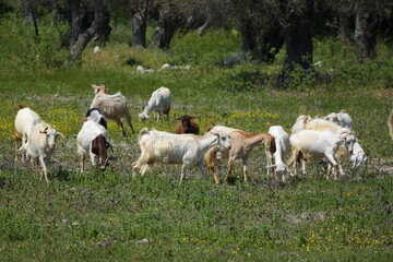 sheep, lambs AND GOAT