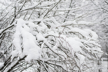 The branch is thickly covered with fresh snow on a clear white background.