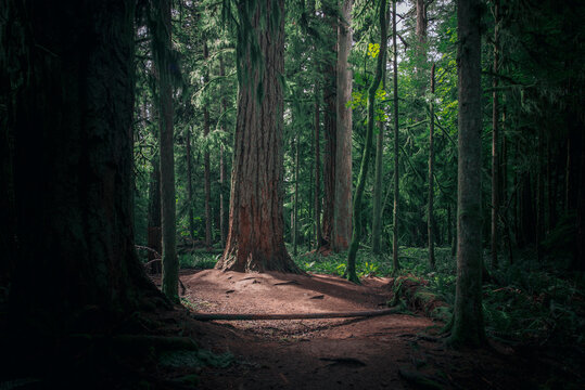 Large Douglas forest good light in MacMillan Park Vancouver island