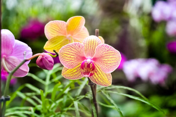 Orchid flower in the garden in winter or spring day for postcard beauty and agriculture design concept idea. Phalaenopsis orchid.