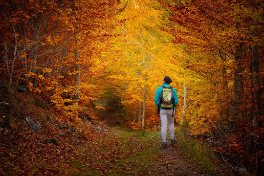 Woman hiking in a beautiful autumn forest