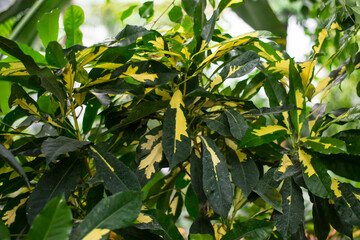 Beautiful leaves of Croton's Home Plant. Codiaeum variegatum. Plant with striped leaves.
