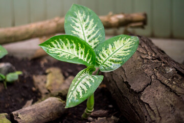 Mute reed (Dieffenbachia Exotica), native to the tropics, a houseplant.