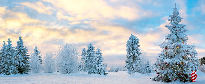 Winter snow landscape at sunset. Frozen Christmas trees on a snowy plain.