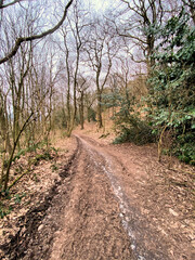 Obraz premium A view of the woods around Peckforton in Cheshire