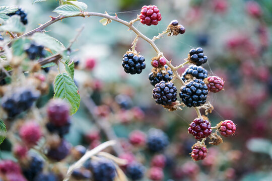 bunch of blackberries with black and red berries