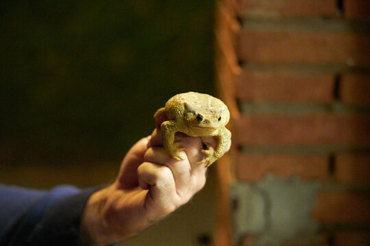 A hand holds a toad in the night