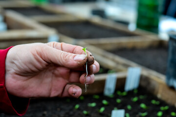 Gardening house. A girl is replanting a green pasture in her home garden.