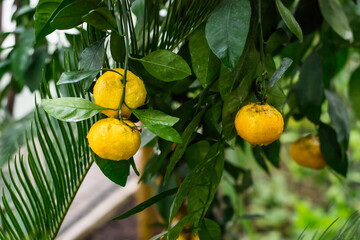 Mandarin tree with ripe fruits. Mandarin orange tree. Tangerines.