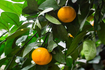 Mandarin tree with ripe fruits. Mandarin orange tree. Tangerines.
