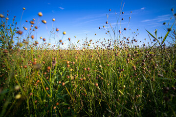 Capsules of common flax or linseed (Linum usitatissimum). Field.
