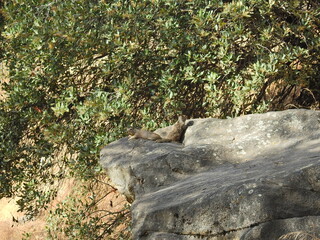 Obraz premium A pair of ground squirrels frolicking around on the rocks in the Sequoia National Forest, Sierra Nevada Mountains, California.