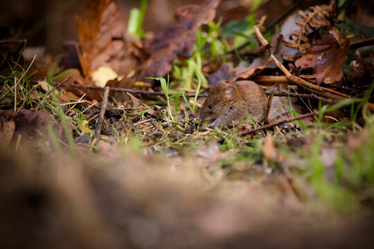 Bank Vole on the forest floor