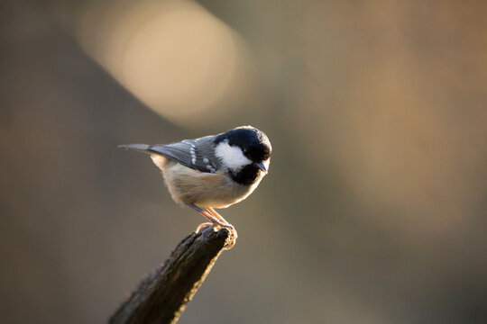 Coal tit on branch