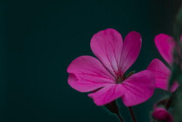 Fototapeta premium pink flower on black background