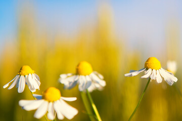 daisies in a field