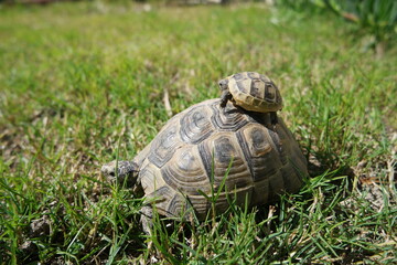turtle on grass