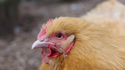Buff cochin chicken showing head detail with bronze coloured plumage