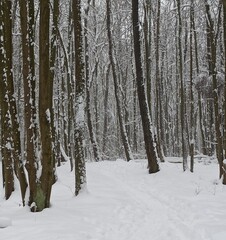 forest in winter