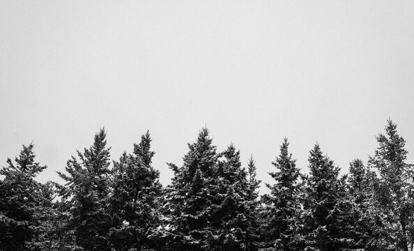 snow covered pine trees and a cloudy sky in winter