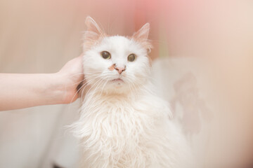 bright and pleasant photo about caring for a cat and flowers