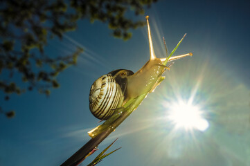 Little garden snail climbing through grass branch at rising. Blue sky