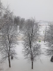 trees in the snow