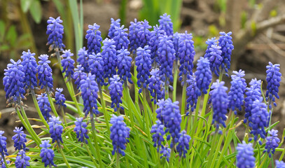 Obraz premium Muscari blooms in the flowerbed