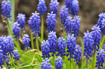 Muscari blooms in the flowerbed