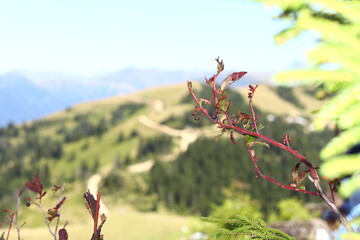 spring in the mountains