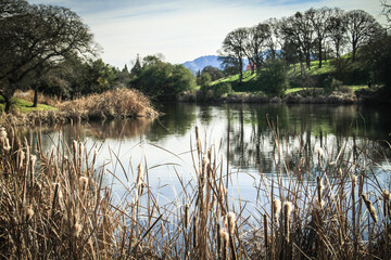 reflection of trees in the lake