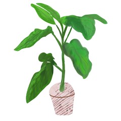 House plant in a pot, Haus plant isolated on white background