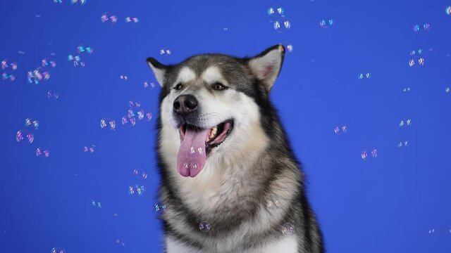 Alaskan Malamute sits with an open mouth in the studio on a blue background. Soap bubbles fly around the pet, and the dog catches them with his mouth and eats them. Slow motion. Close up.