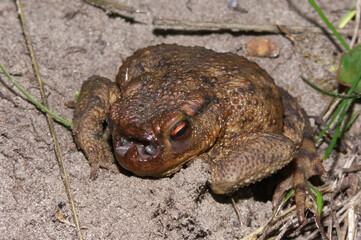A rare view on a common toad, Bufo bufo , infected with maggots of the toad fly Lucilia bufonivora.