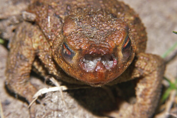 A rare view on a common toad, Bufo bufo , infected with maggots of the toad fly Lucilia bufonivora.