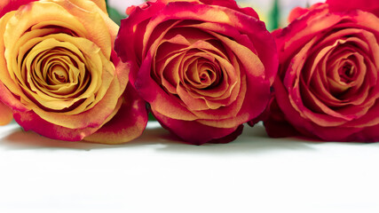 three red and yellow roses on a light wooden background with copy space. layout for design