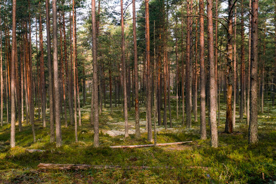 woods at Viru Raba or bog swamp at Lahemaa national park in autumn